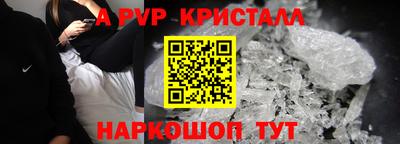 стафф Кингисепп